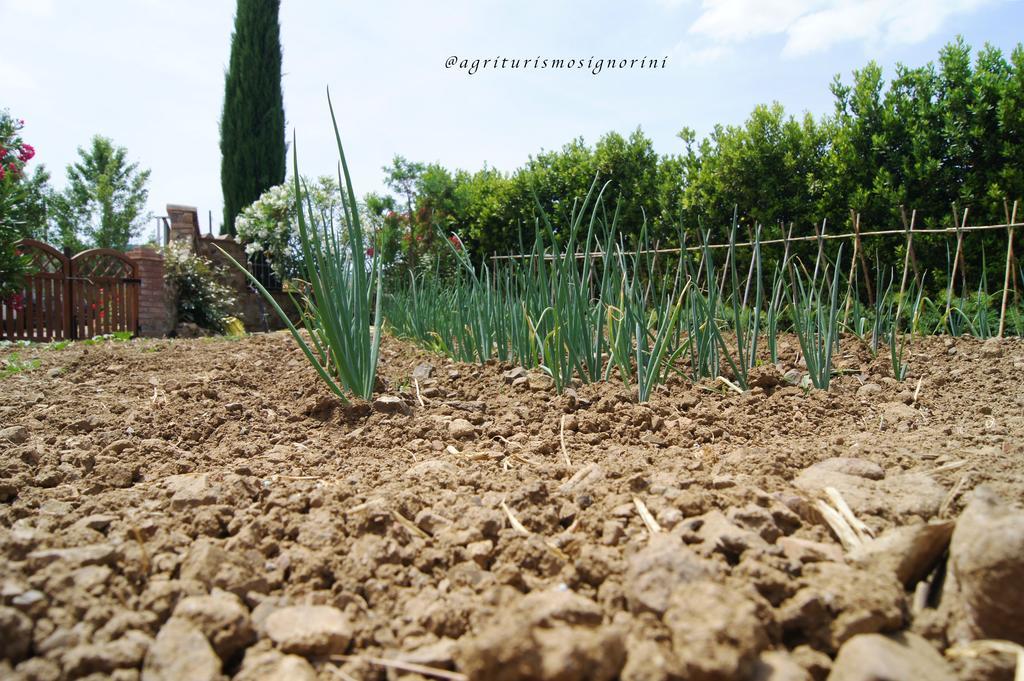 Agriturismo Signorini Orciatico ภายนอก รูปภาพ