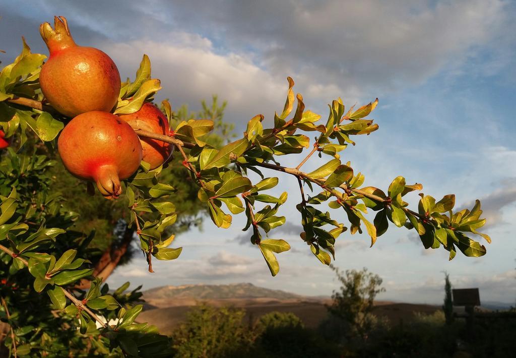 Agriturismo Signorini Orciatico ภายนอก รูปภาพ